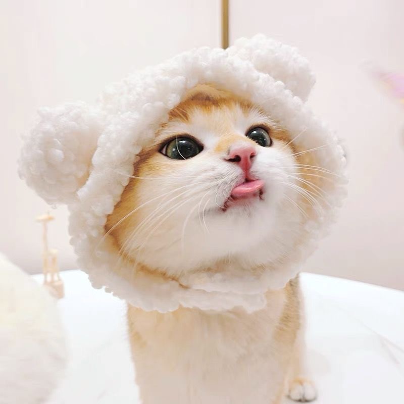 https://fulmo-img-server.com/nyankomo/3b905b10-ffd3-4ee1-adfd-7acc2740309b.jpg