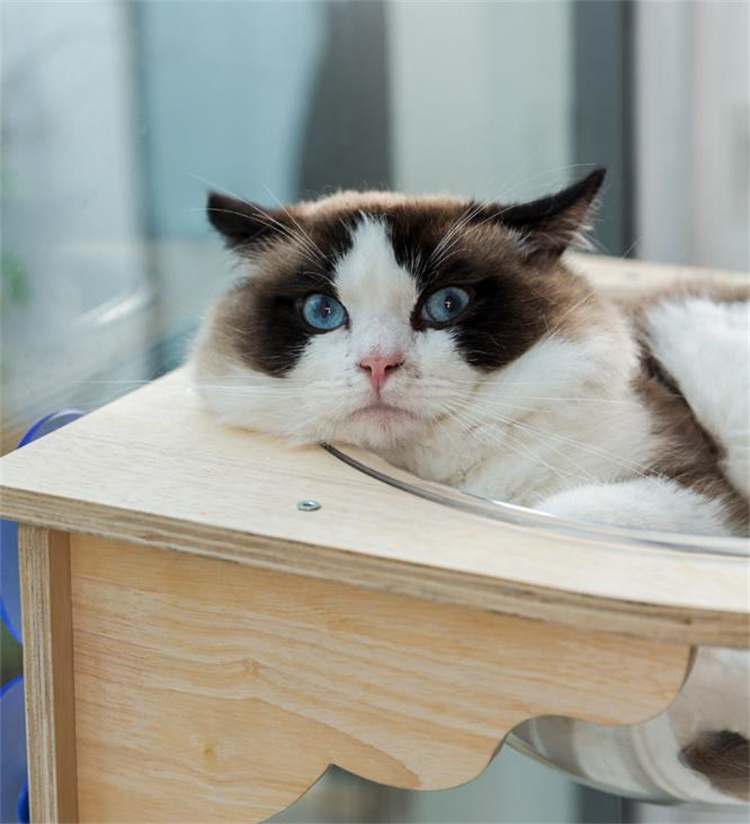 猫グッズ 透明宇宙船型猫用吊り下げ寝床 運動不足解消グッズ 木製台座