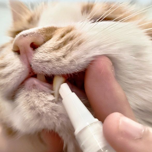 猫グッズ 歯磨きグッズ やさしい歯ブラシ 猫用歯垢除去ペン