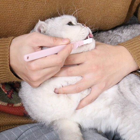 猫グッズ 歯磨きグッズにゃんこのお口ケア 歯ブラシセット