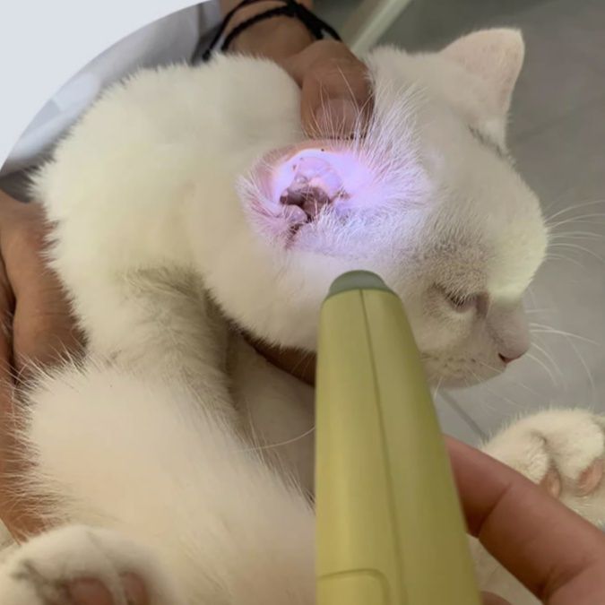 猫グッズ 光る安心ペット爪切り 見やすい血管ライト付き