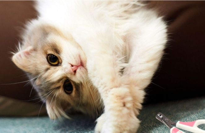 猫グッズ 爪切りグッズ やさしいタッチ猫専用爪切りはさみ
