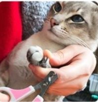 猫グッズ 爪切りグッズ やさしいタッチ猫専用爪切りはさみ