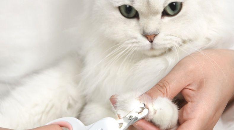 あると便利！猫の飼育に欠かせないおすすめ猫グッズ5選