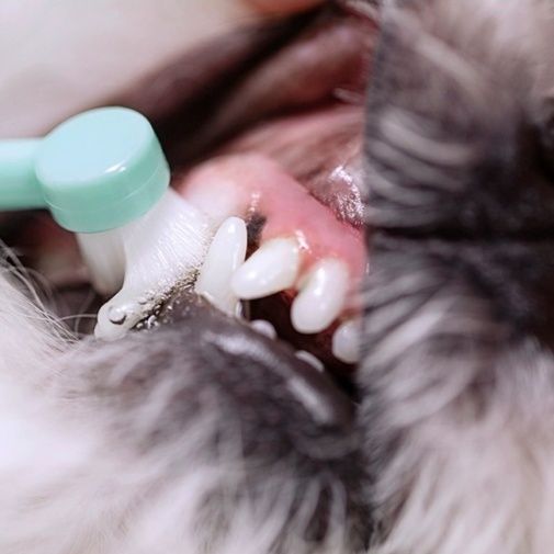 猫グッズ にゃんこの歯ピカ歯ブラシ