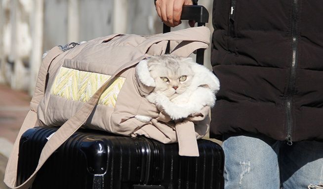 猫グッズ にゃんともあんしん避難キャリー