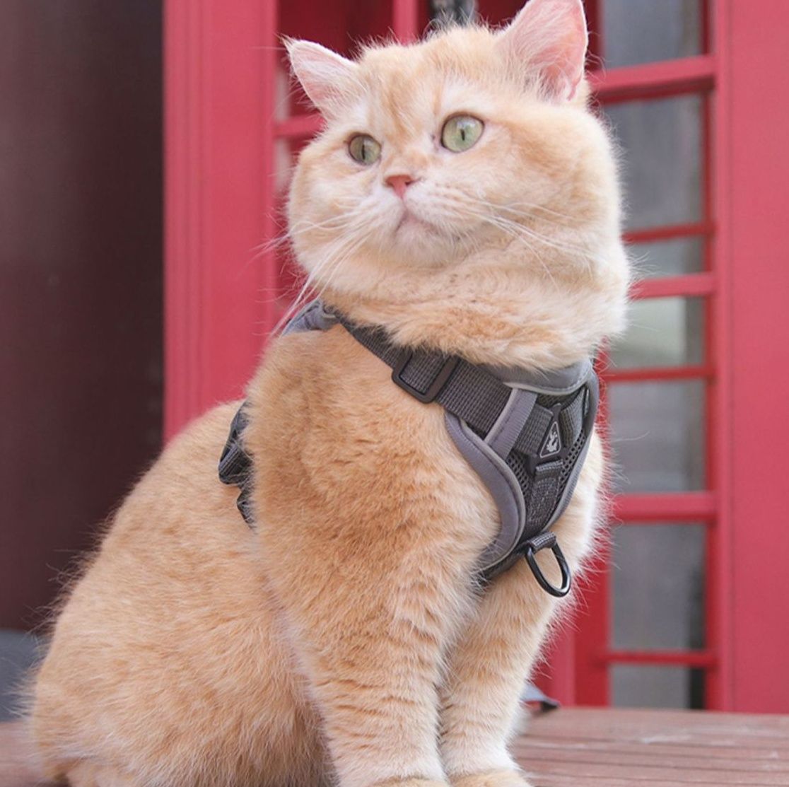 猫グッズ 猫用避難確保ハーネス