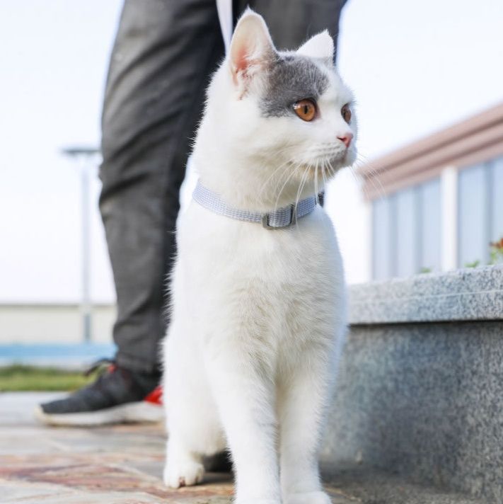 猫グッズ にゃんと安心避難ハーネス