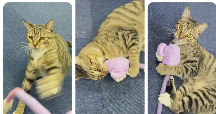猫グッズ くまさんリードスティック