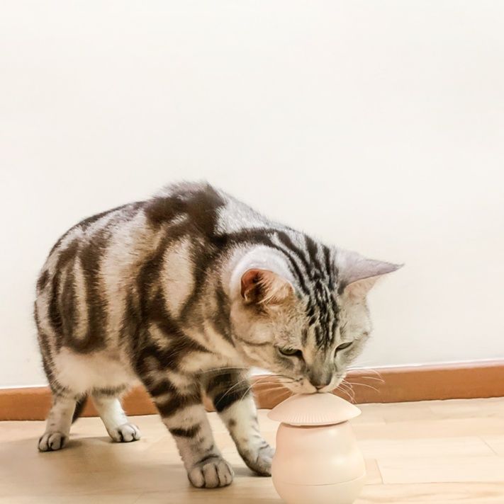猫グッズ 自動レーザー猫じゃらし