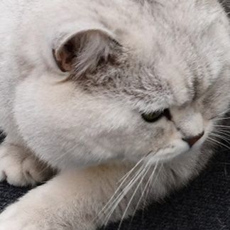 猫グッズ 　猫爪とぎ