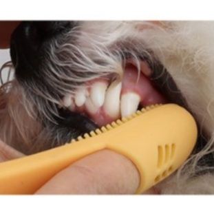 猫グッズ 愛猫のための指サック型歯ブラシセット