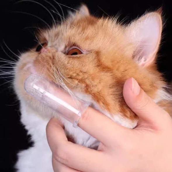 猫グッズ 猫用指サック型歯磨きブラシセット