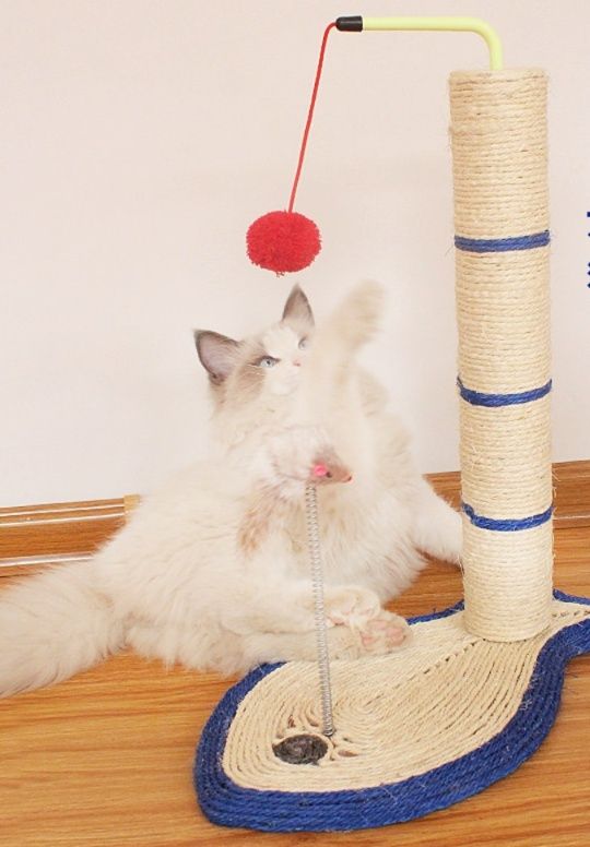 https://fulmo-img-server.com/nyanmono/1792042653431_brkh55pj_8hq2tpm2.jpeg