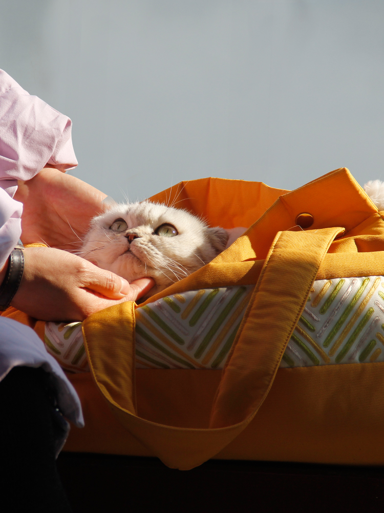 猫グッズ にゃんともあんしん避難キャリー