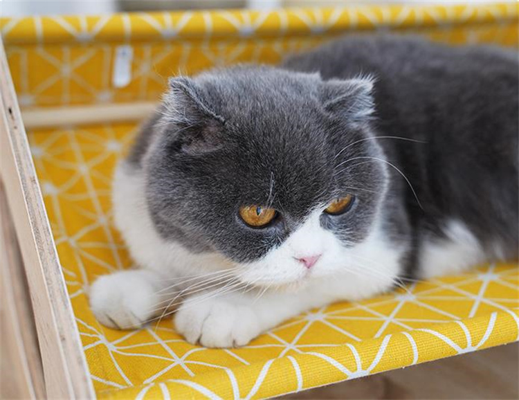 猫グッズ 実木製猫用ハンモック型爪切り台 昼寝もできる多機能猫用品