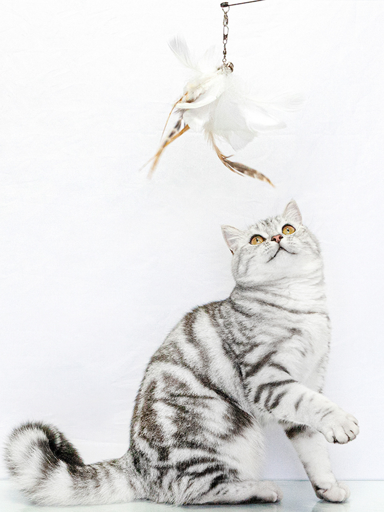 猫グッズ 運動不足解消グッズ 吸盤式羽毛じゃらし猫の狩猟本能刺激グッズ
