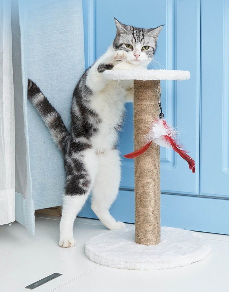 https://fulmo-img-server.com/nyantsume/1788031086666_qcwweu15_j6vu3sqo.jpeg