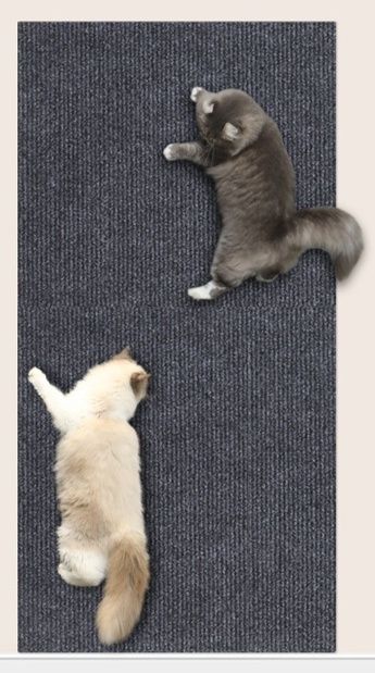 https://fulmo-img-server.com/nyantsume/1791012118854_30s4aeqa_kxrhgg2p.jpeg