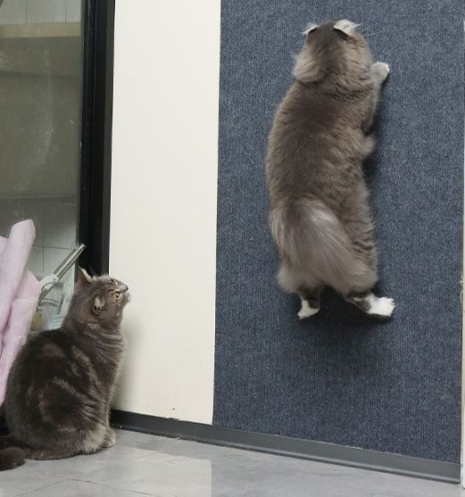 猫爪とぎ 壁に貼れる保護シート