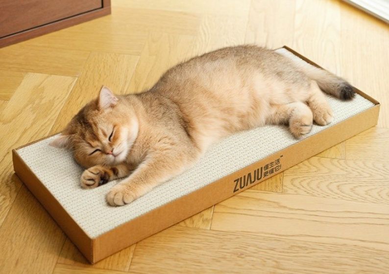 https://fulmo-img-server.com/nyantsume/1791176187254_ijbh1nxg_proeiz86.jpeg