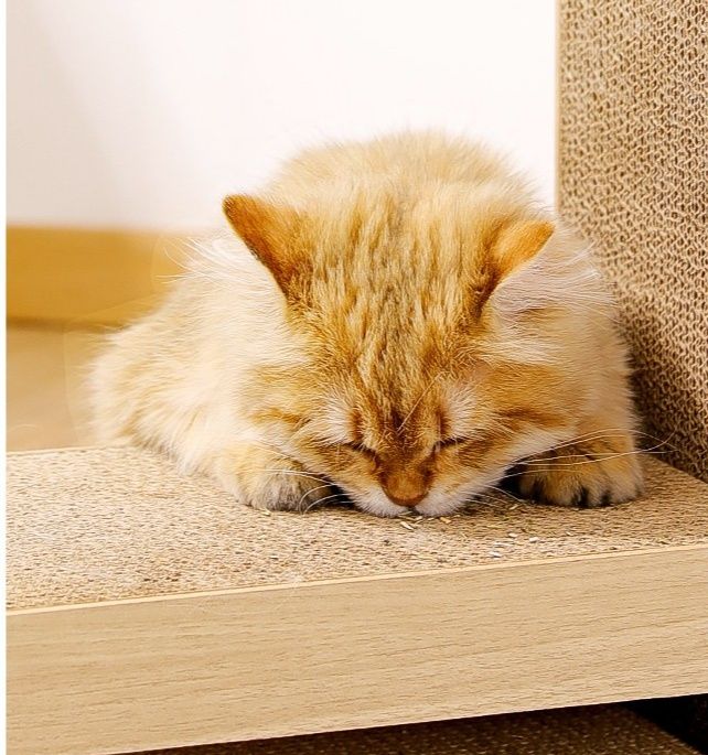 https://fulmo-img-server.com/nyantsume/1791183189504_v6oth2oi_aqqtghqj.jpeg