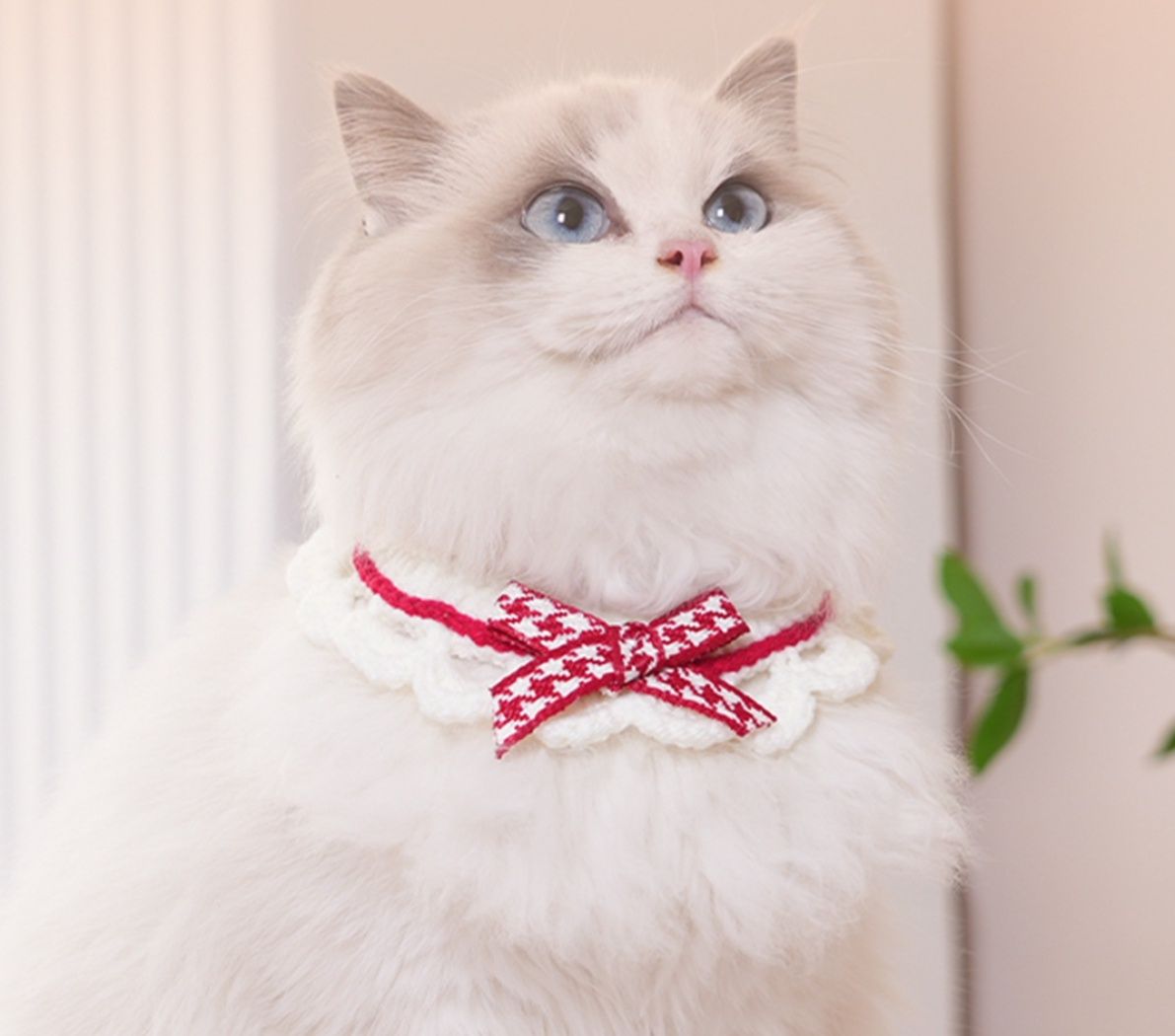https://fulmo-img-server.com/nyaruru/1785907467502_4fbjuk8n_k63l3kci.jpeg
