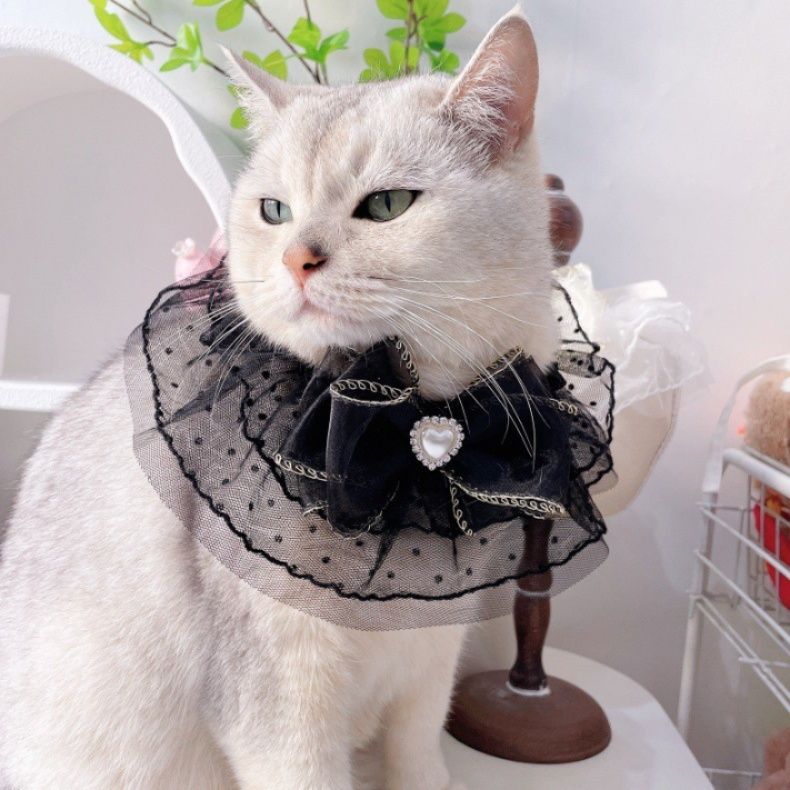 https://fulmo-img-server.com/nyaruru/1785977252707_r0anmj7k_fzuiywec.jpeg