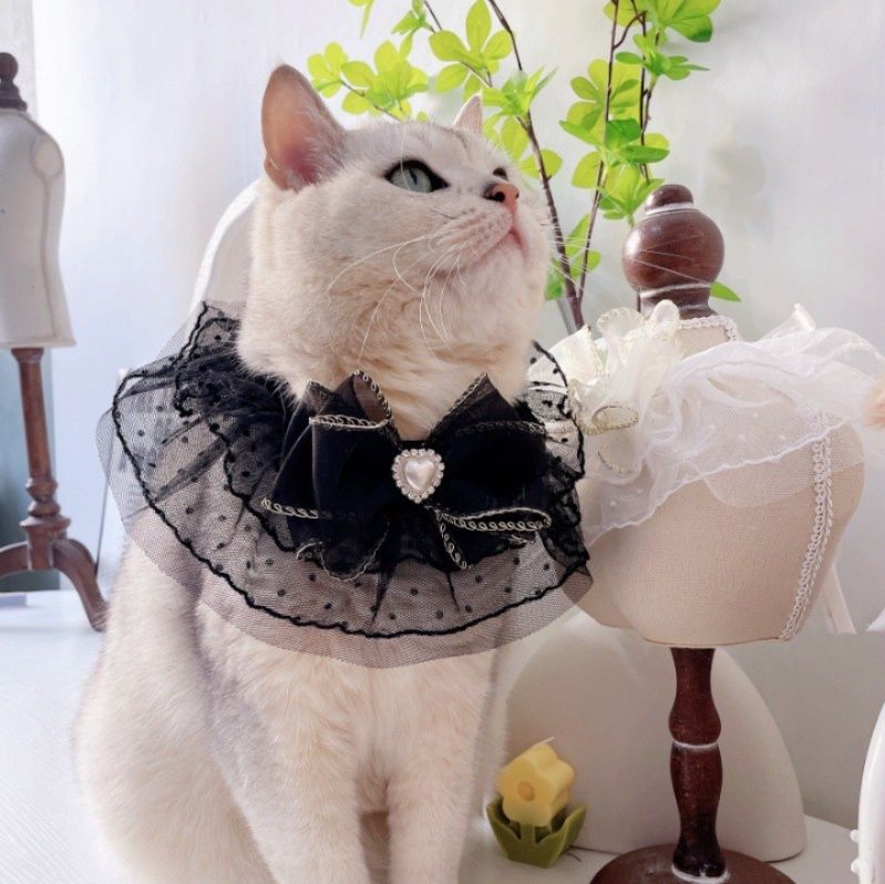 https://fulmo-img-server.com/nyaruru/1785977311964_j6oxwlrs_k6jdbwad.jpeg