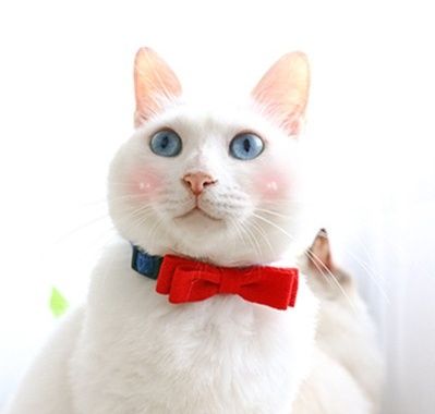 https://fulmo-img-server.com/nyaruru/1785979599514_h3b8486j_gt3e66h8.jpeg
