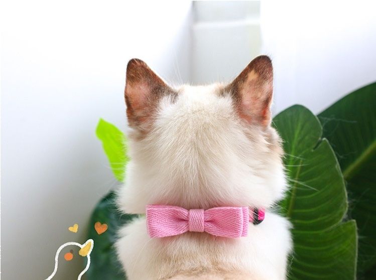 https://fulmo-img-server.com/nyaruru/1785979683603_8a3w1zfh_wywxq1hf.jpeg