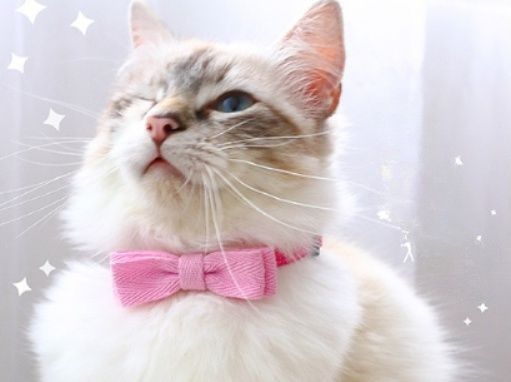 https://fulmo-img-server.com/nyaruru/1785980204729_4r8dmpjl_p9sa7xey.jpeg