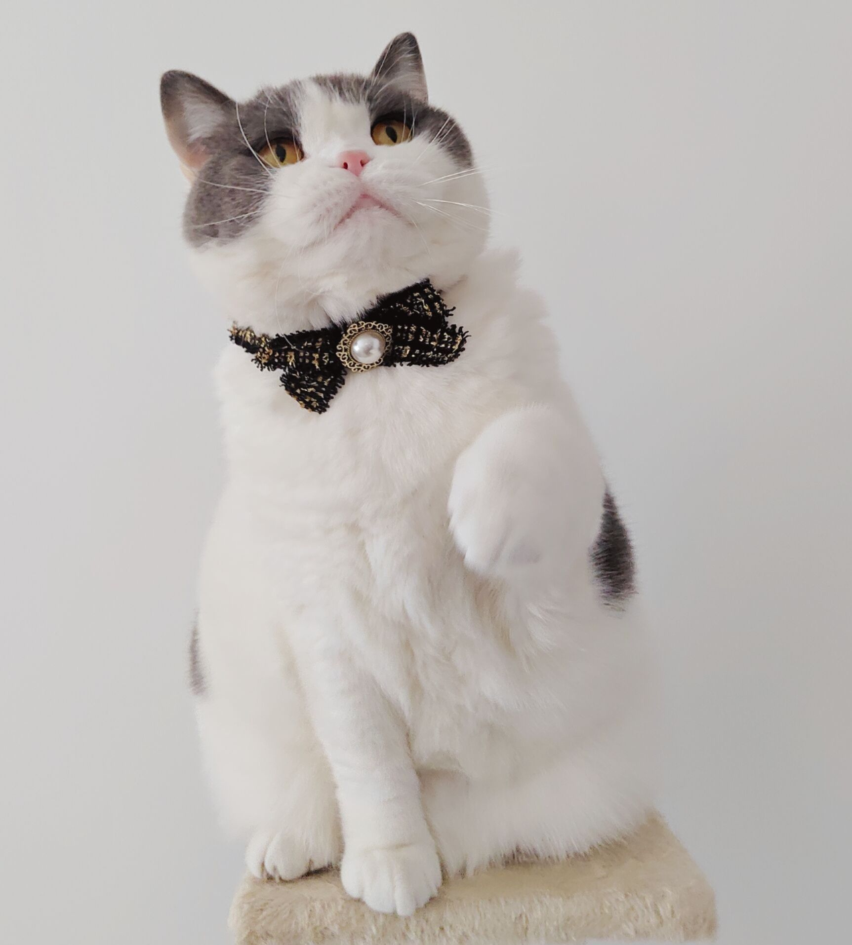 https://fulmo-img-server.com/nyaruru/1785983143808_sfpxz846_fg1mtti2.jpeg