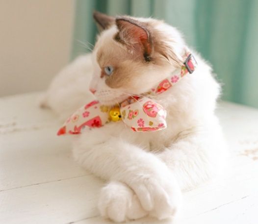https://fulmo-img-server.com/nyaruru/1786079519437_urunk0d5_25m30cc1.jpeg