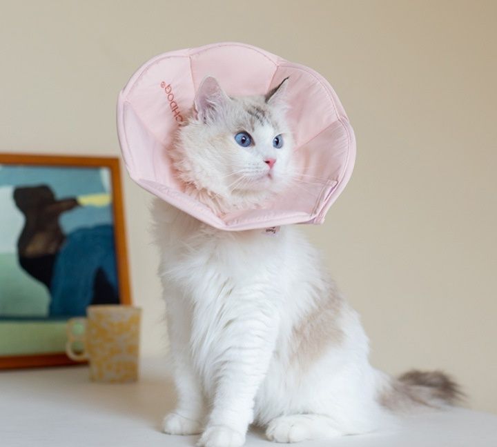 https://fulmo-img-server.com/nyaruru/1786931421774_ztucudk7_wyjzwz2w.jpeg