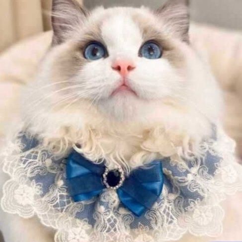 https://fulmo-img-server.com/nyaruru/1791941278818_0ca9y1ai_k79epuzx.jpeg