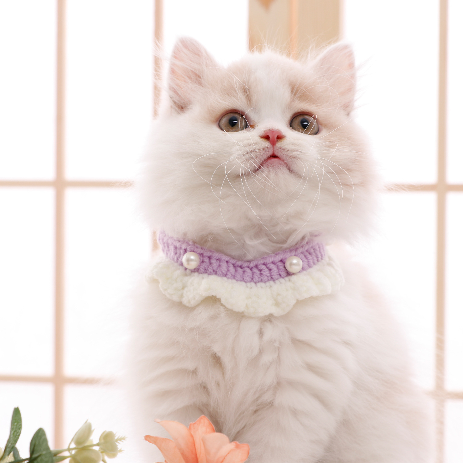 https://fulmo-img-server.com/nyaruru/37287116-7c06-4b86-900f-66e82dbb82d5.jpg