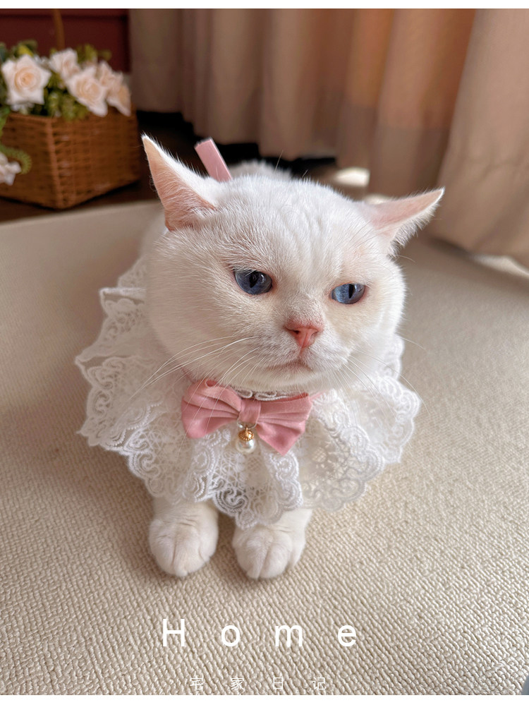 https://fulmo-img-server.com/nyaruru/a28c52f8-dc23-47e9-903b-41b6d232577f.jpg
