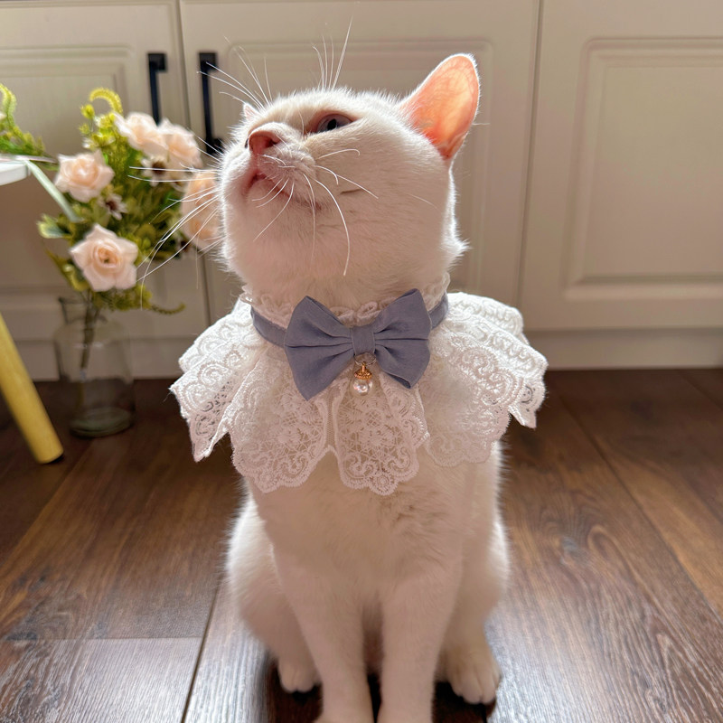 https://fulmo-img-server.com/nyaruru/fd407163-c0fc-405a-a227-ec215df1f653.jpg