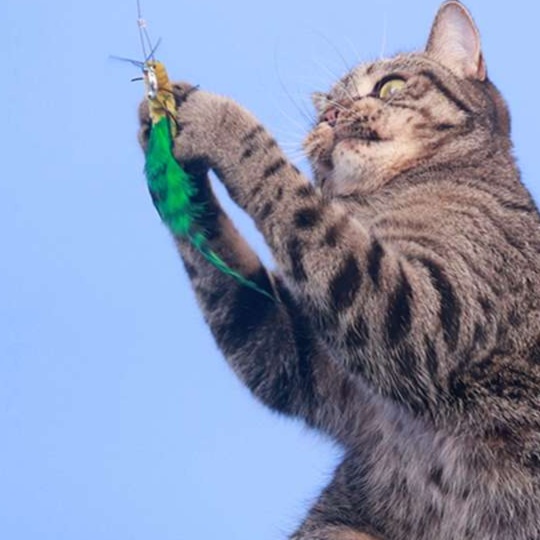 猫 おもちゃ もふもふ昆虫の猫じゃらし