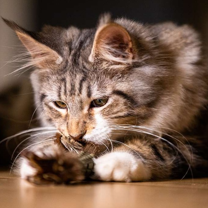 猫 おもちゃ 天然羽根のふわり遊び棒