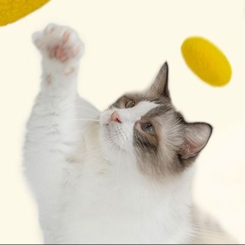 https://fulmo-img-server.com/party-cat/1749729099600_juluak6v_ibitk7ia.jpeg
