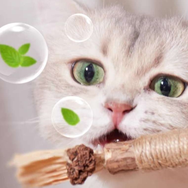 猫 おもちゃ 猫ちゃんの歯磨き遊び棒