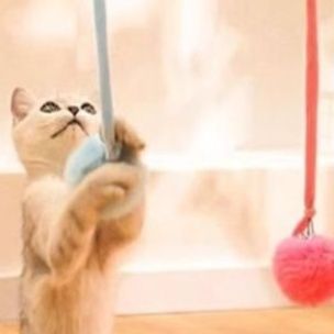 猫 おもちゃ 吸盤付き伸縮スプリング猫じゃらし