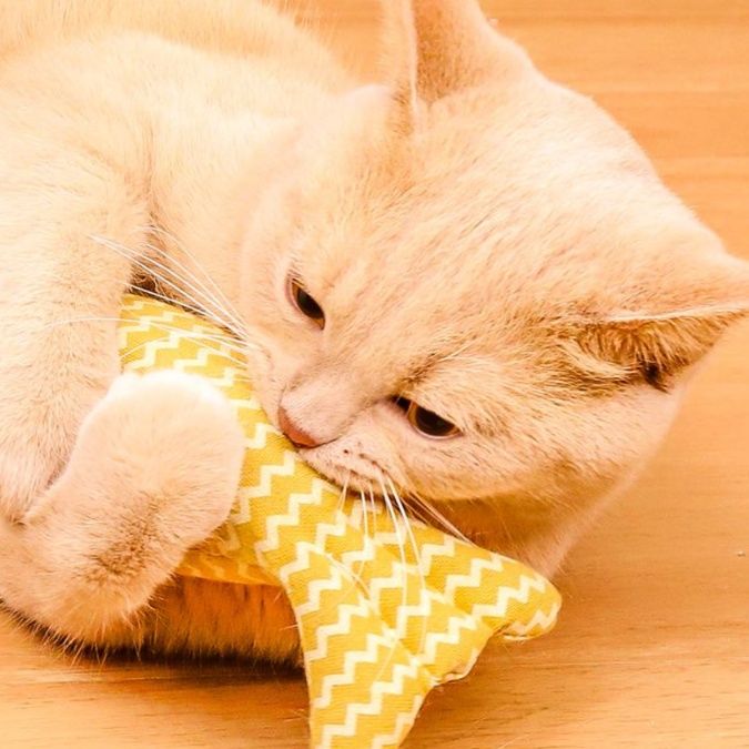猫 おもちゃ お魚型 ジグザグ柄 猫じゃらし