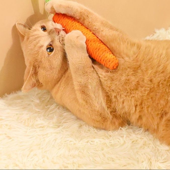 猫 おもちゃ にゃんこ大好き もちふわキャロット