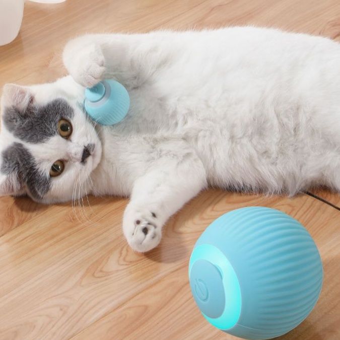 https://fulmo-img-server.com/party-cat/1749878444006_zex0x7cq_io6oymvn.jpeg
