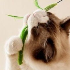 猫 おもちゃ もふもふ癒やし棒 じゃれ猫の友