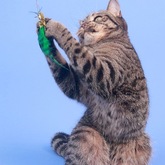猫 おもちゃ もふもふ昆虫の猫じゃらし