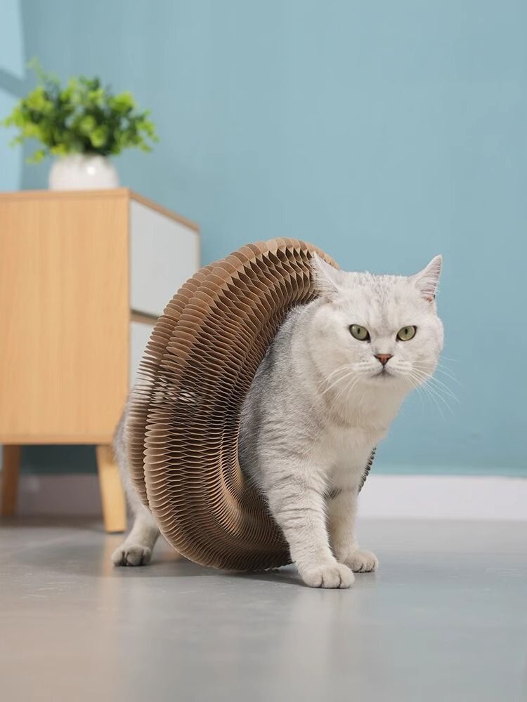 https://fulmo-img-server.com/party-cat/1749880186228_39ivkcn6_8uodiy7b.jpeg
